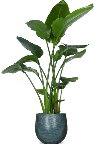 Strelitzia nicolai - Paradijsvogelplant