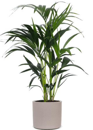 Howea forsteriana - Kentiapalm