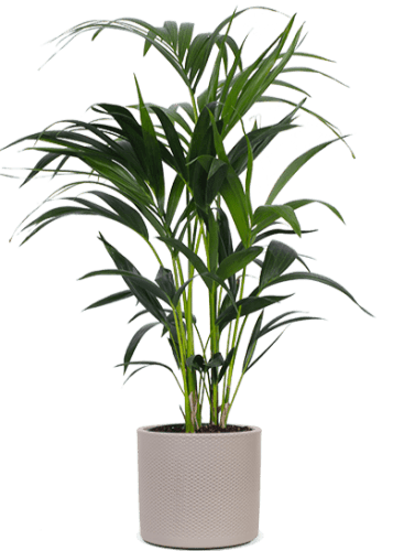 Howea forsteriana - Kentiapalm