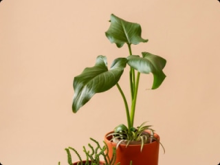 Mooie kamerplanten